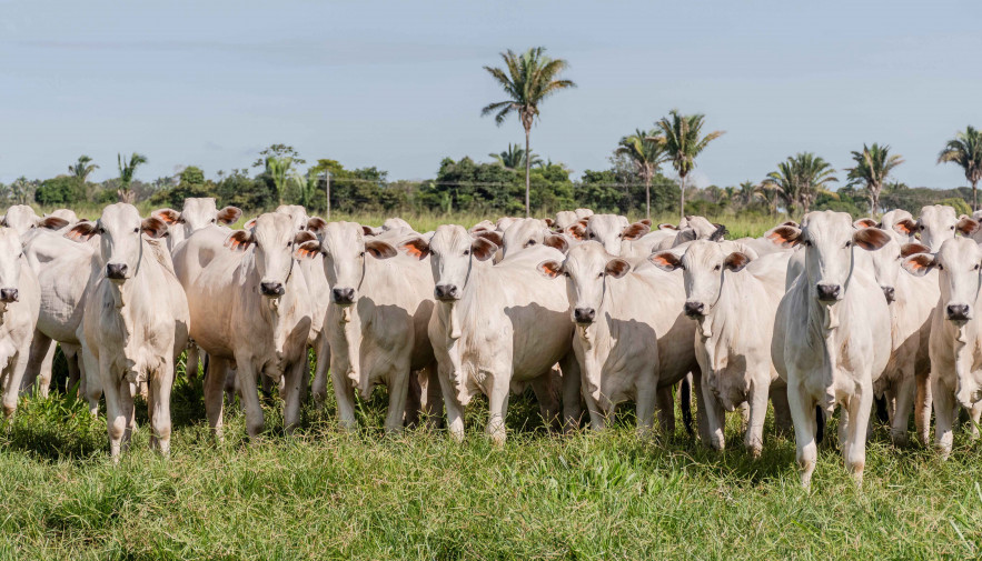 Produtores rurais têm até a sexta-feira, 16, para fazer a declaração obrigatória de rebanho na Adapec