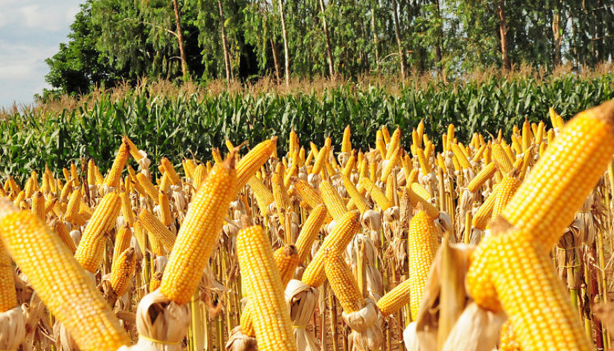 Produção de milho continua em destaque no Tocantins