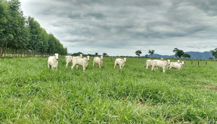 Secretaria da Agricultura e parceiros abrem inscrições para a Rota da Pecuária no Tocantins