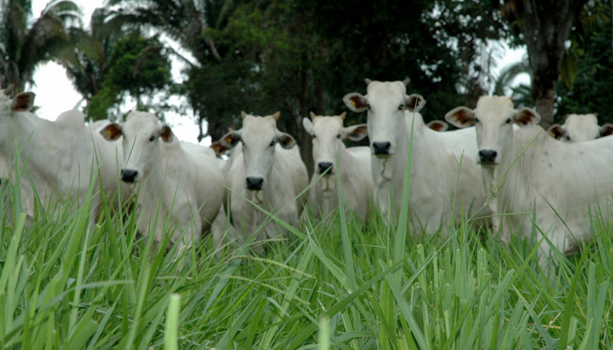Governo do Tocantins inicia atividades da Rota da Pecuária para troca de experiências com produtores