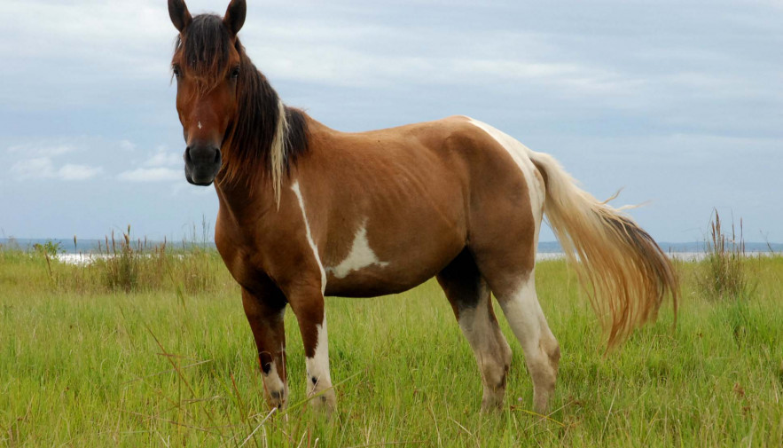 Governo do Tocantins amplia validade de exames de Anemia Infecciosa Equina e Mormo